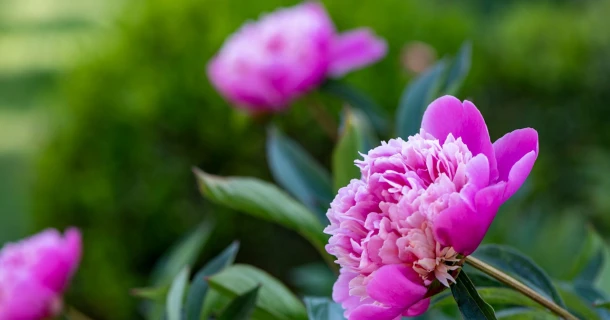 DCM MIX 2 - The ideal basic fertiliser for ornamental plants Thumb