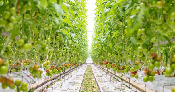 Duijvestijn Tomaten keeps PepMV under control thanks to DCM's PMV-01 vaccine Thumb