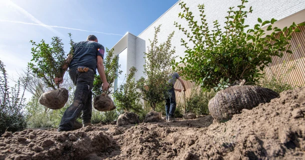 SOIL-ACTIV, soil improver for successful projects with less labour Thumb