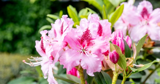 DCM OLEGA® COMPLEX Foliar nutrition: what and why? Thumb