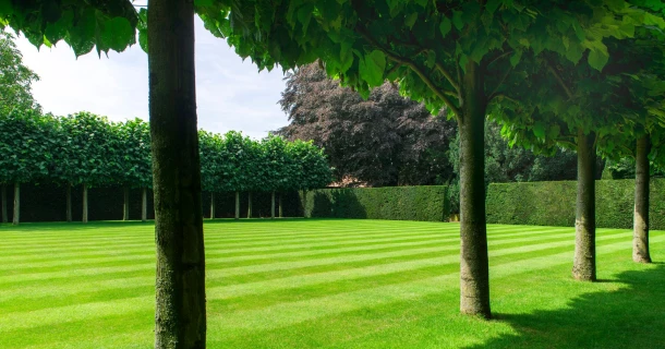 DCM VITAL-GREEN, turn yellow grass back to green Thumb