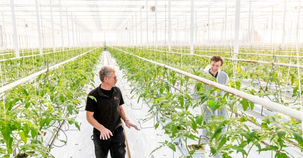 Burg Tomaten wins battle against PepMV thanks to DCM’s PMV®-01 vaccination Thumb
