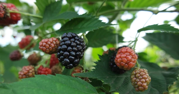 DCM VIVISOL® ensures a better developed root system for potted blackberries Thumb