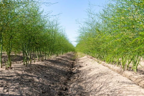 Higher sugar, calcium and magnesium levels in asparagus roots after using DCM NK-MIX Thumb