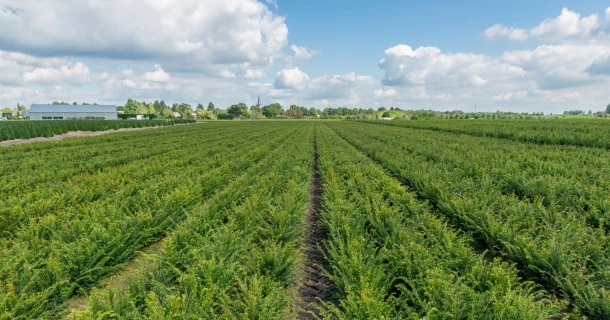 DCM Xtra-MIX® 1, a fertiliser with a controlled, extra long-lasting action Thumb