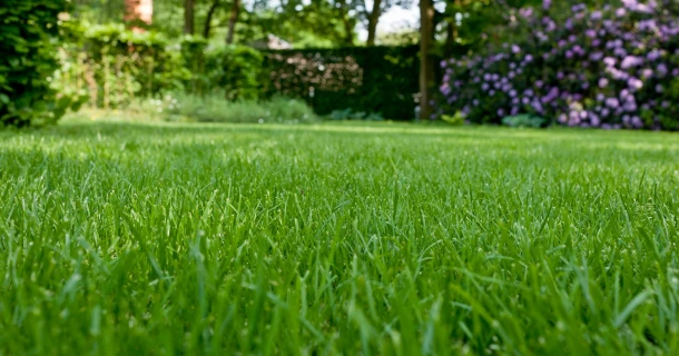DCM GAZON PUR® to tackle moss efficiently Thumb