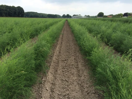 Higher sugar content and improved asparagus yield with DCM VIVISOL® Thumb
