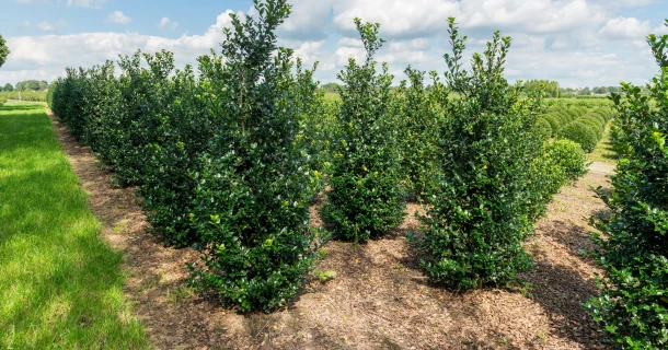 DCM OLEGA® COMPLEX - Foliar fertiliser for preventing and treating nutrient deficiency symptoms Thumb