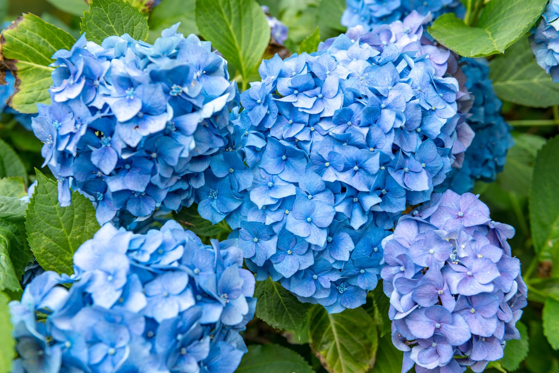 Header image alt