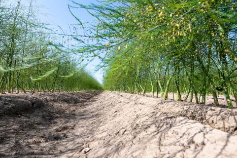 Van Lankveld Fruit en Asperges fertilizes efficiently with DCM MIX 5 Thumb