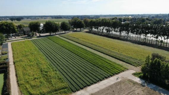 Boomkwekerij De Rutven achieves better rooting with DCM VIVISOL® Thumb