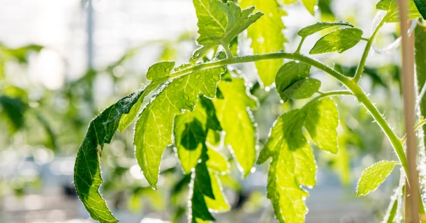 What is Pepino mosaic virus? Thumb