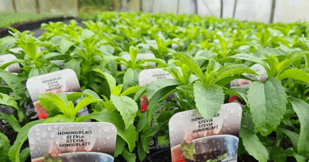 Herb nursery Puur Aroma is very satisfied with DCM fertilisers for organic cultivation. Thumb