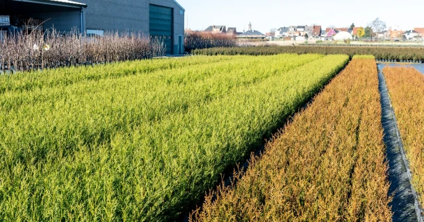 DCM ECOR® 5, the first organic fertiliser with extra long-lasting action Thumb
