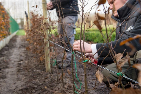 Noticeably better initial growth of hornbeam Carpinus betulus with DCM VIVIMUS® Thumb