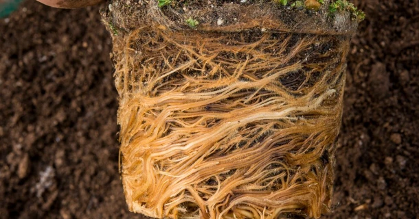 DCM VIVIFOS® to improve rooting and initial growth Thumb