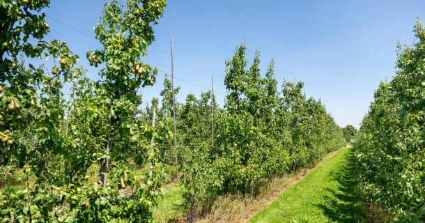 DCM Leafgel® NK: a breakthrough in sustainable plant nutrition for agriculture and horticulture Thumb