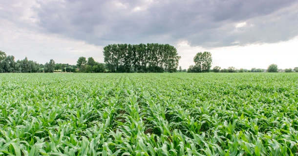 DCM STARTEC®: Starter fertiliser for maize, rich in phosphorus with organic nutrients Thumb