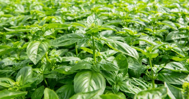 DCM Leafgel® NK ensures more resilient basil plants Thumb