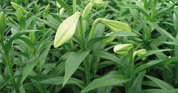 Gebr. Vletter & Den Haan grows high-quality lilies with DCM MIX 2 Thumb