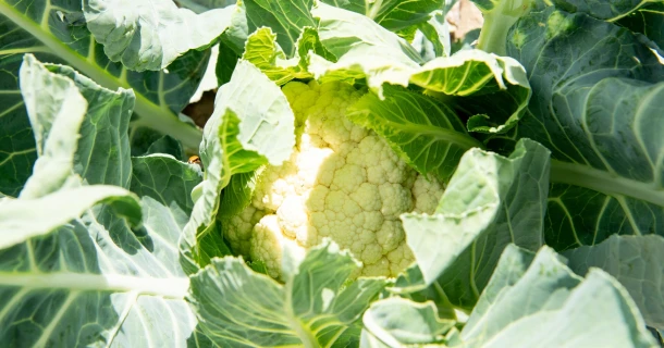 Trial result: cultivation of early organic cauliflower with DCM ECOR® 3 Thumb