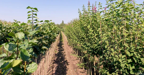 DCM MIX 5 with MINIGRAN® TECHNOLOGY - For targeted and efficient fertilisation in nursery production Thumb