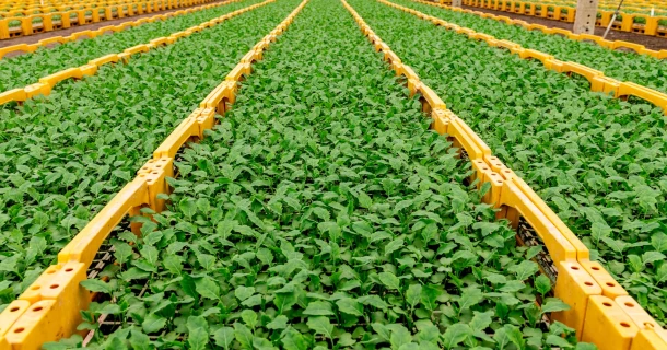 Optimising fertilisation is a continuous pursuit Thumb