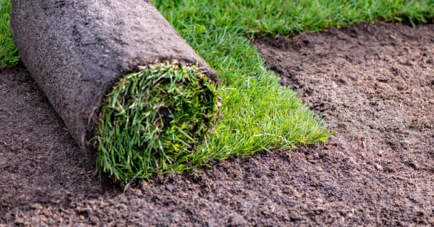 A new lawn? Fast rooting is crucial. Thumb