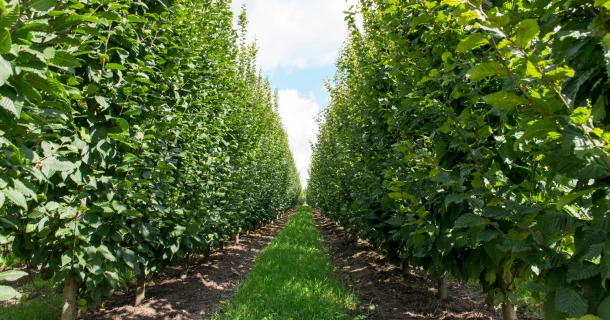 DCM MIX 5: the optimal basic fertiliser with long-lasting action Thumb