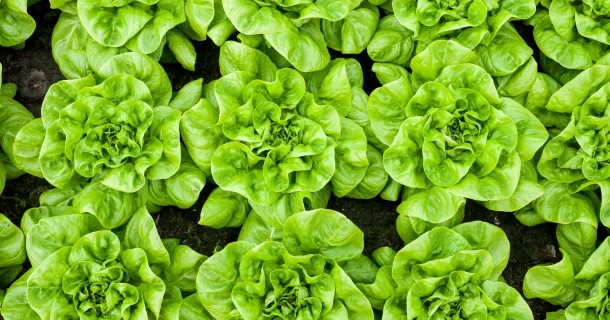 DCM UNI-MIX A, the must-have for head lettuce and leaf vegetables Thumb