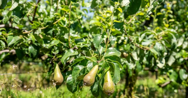 DCM Leafgel® NK increases pear yield by 7%, mainly in the larger pear sizes. Thumb