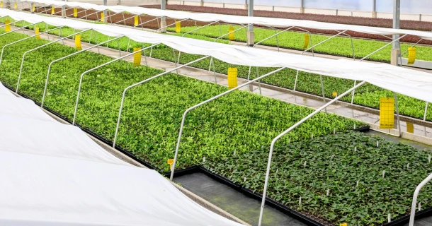 Prevent heat stress in pot and container cultivation: 5 smart measures before damage occurs Thumb