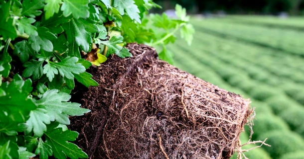 Hybrid fertilisation: small change, big impact Thumb