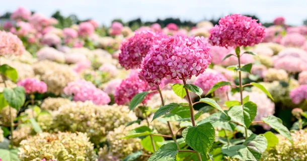 Improved root development and stronger, denser plants with DCM Viscotec® blue Thumb