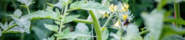 DCM PCM-03®: Europe's first biocontrol product against Clavibacter michiganensis in tomato Thumb