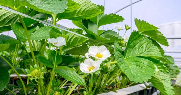 Bevlo discovered DCM LEAFGEL® NK for vital strawberry plants with every flush Thumb