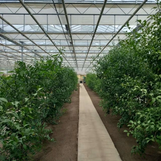 Less salt stress, more growth: Belyuzu on citrus cultivation with DCM REDU-ACT® Thumb