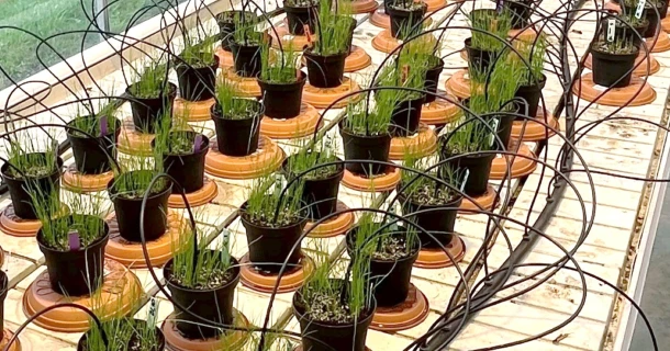 Trial shows stronger grass thanks to DCM HYDRO-GREEN® - even during droughts Thumb