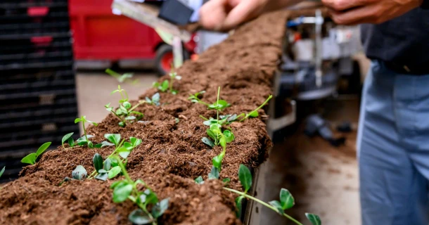 The first 14 days after potting: setting the foundation for uniform pot cultivation Thumb
