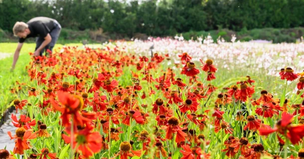 Has growth suddenly come to a standstill? Get your crop growing smoothly again with 6 clear checks. Thumb