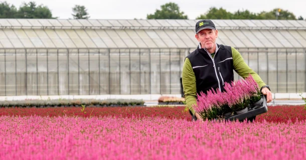 Decora Plants prevents Calluna losses without extra workload thanks to the DCM approach Thumb