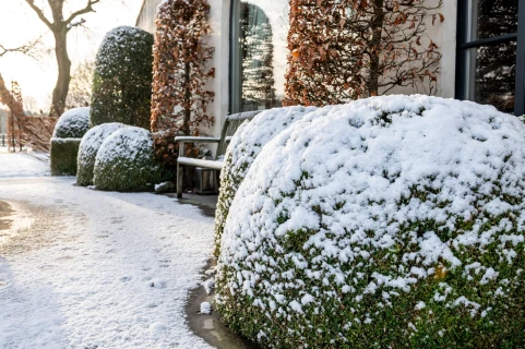 De-icing salt and plantings: the hidden cause of growth delays in trees and hedges Thumb